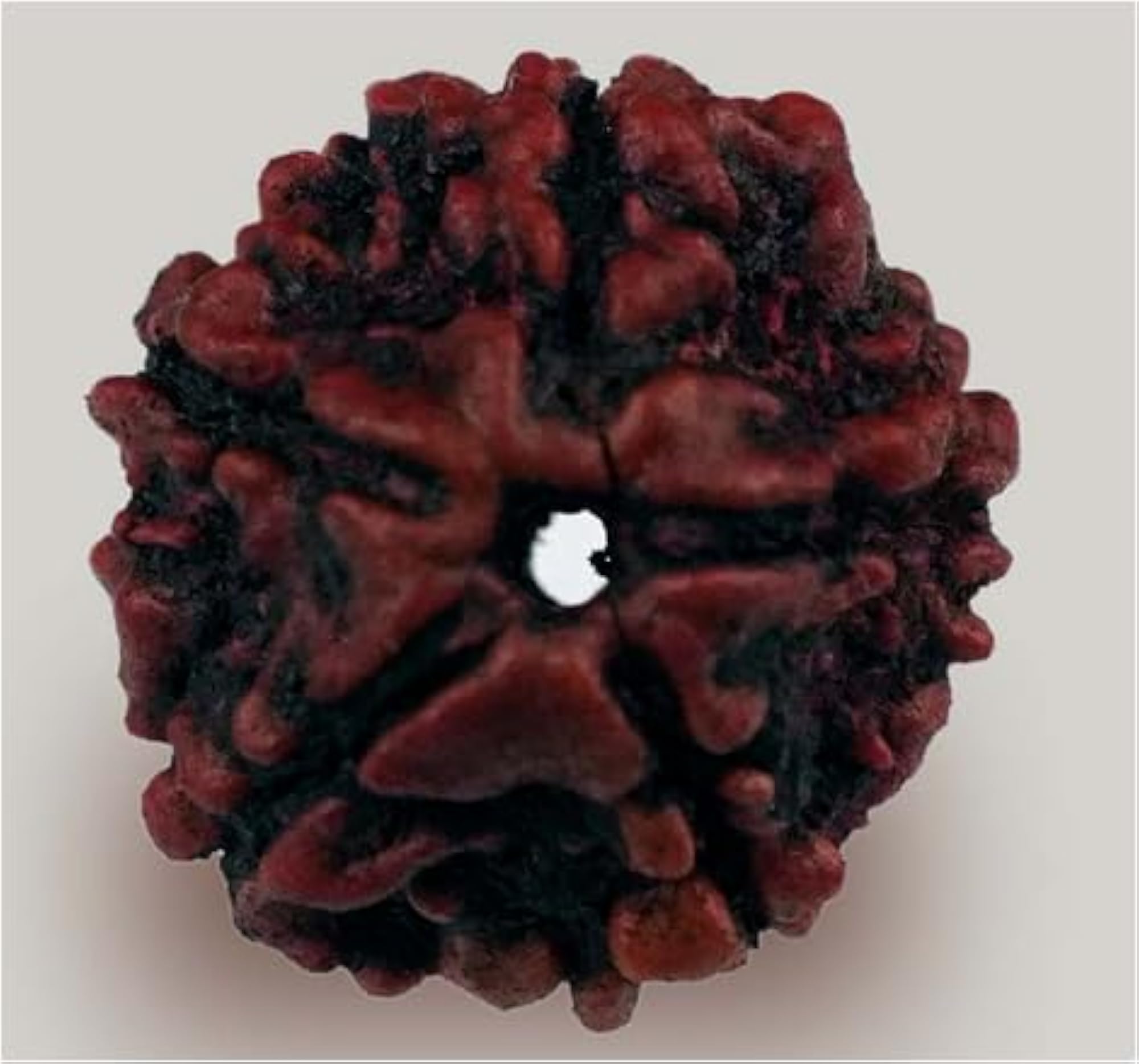 Five Face Rudraksha from Nepal, IGL Lab Certified